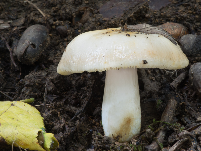 Russula globispora